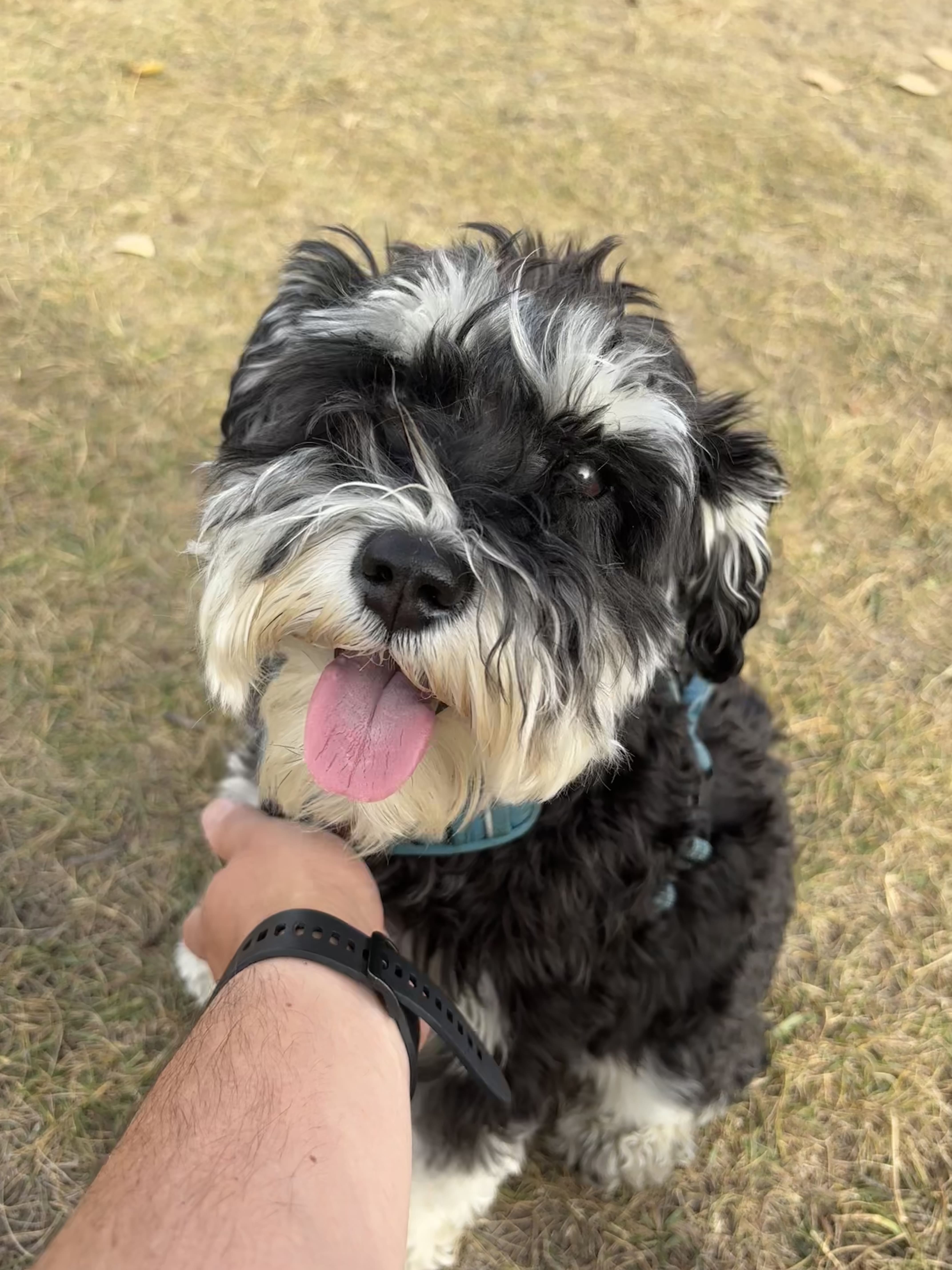Piper