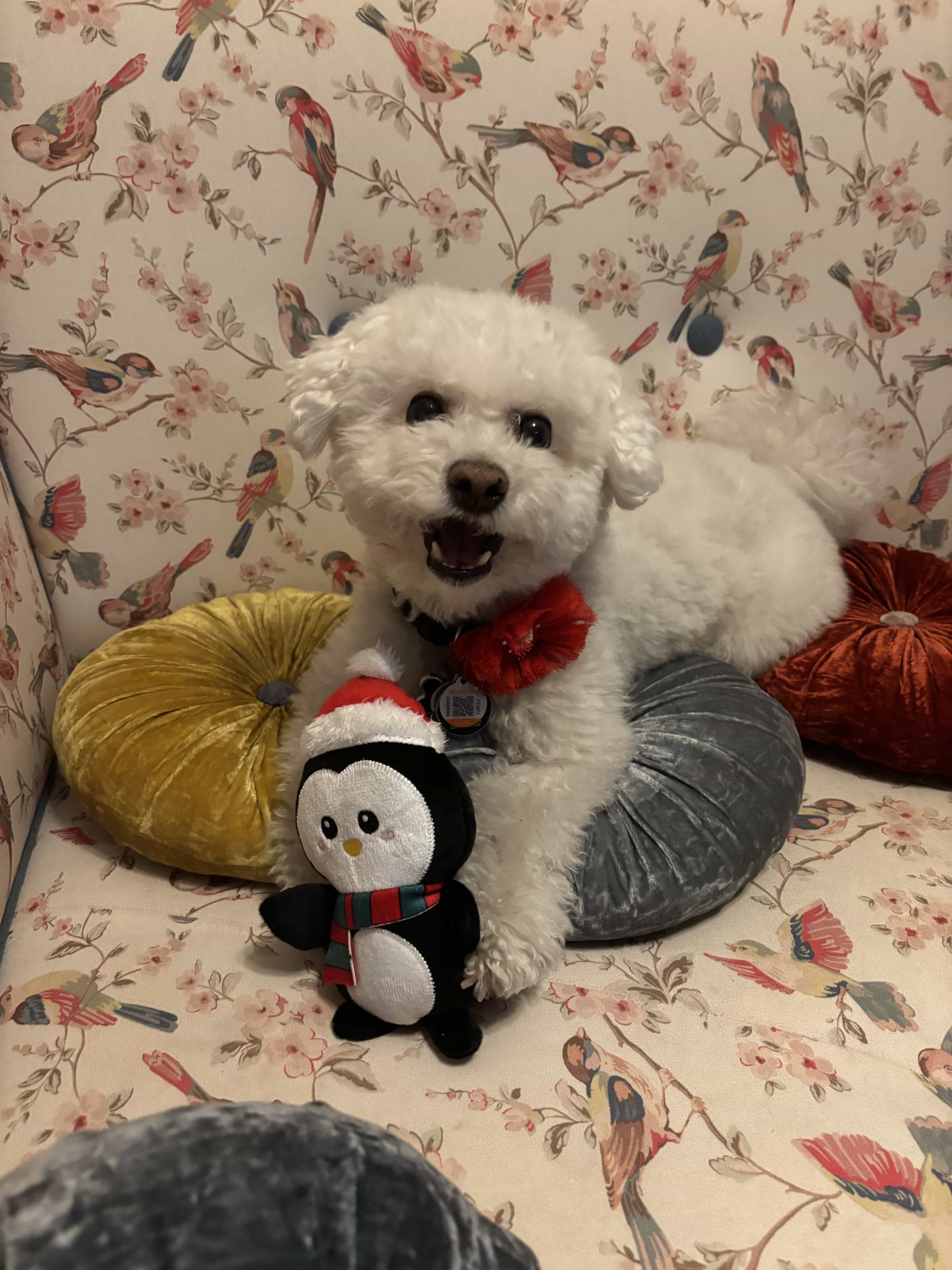 Pet 2