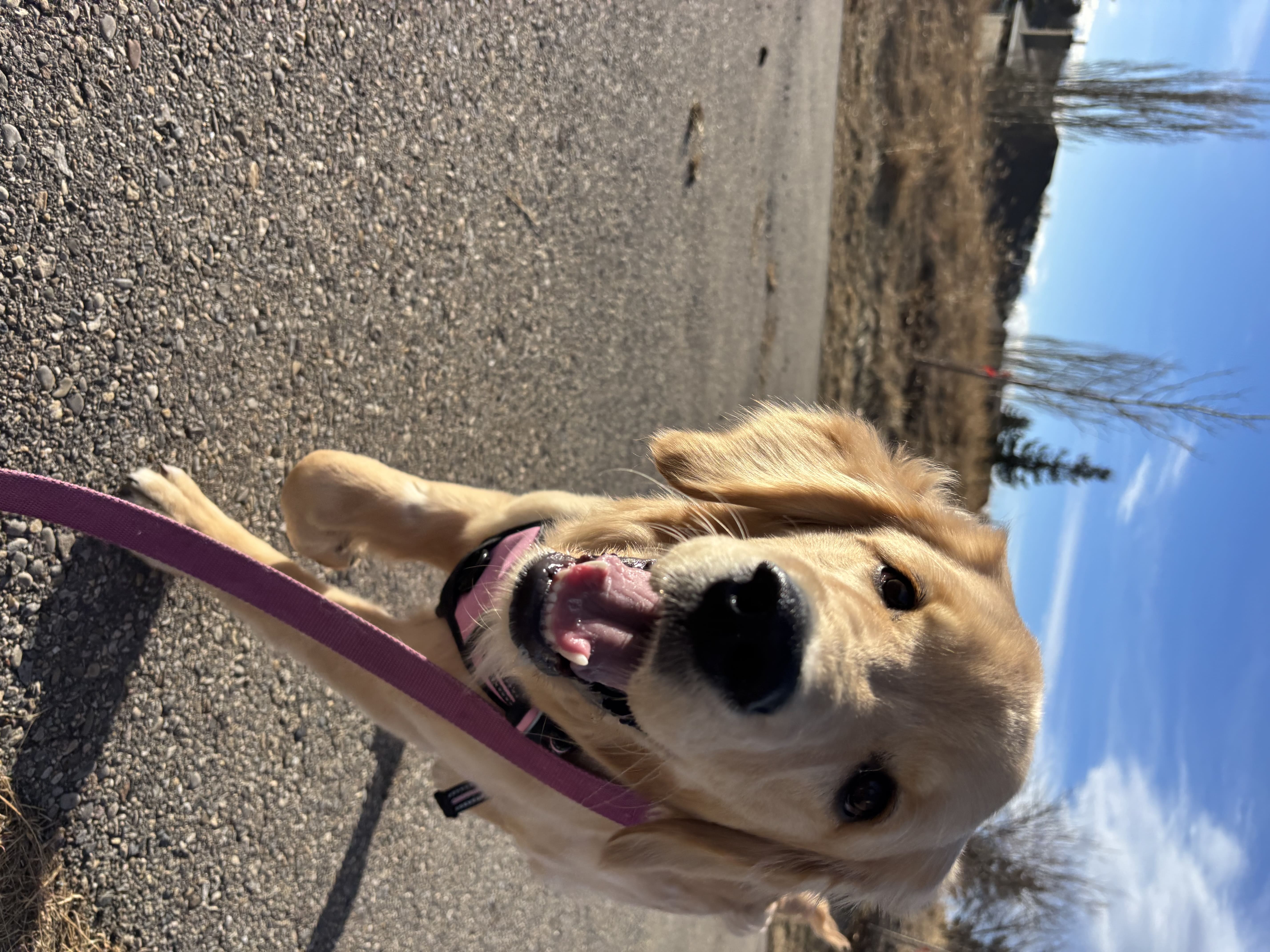 Maggie